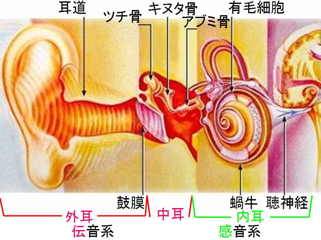 耳の構造