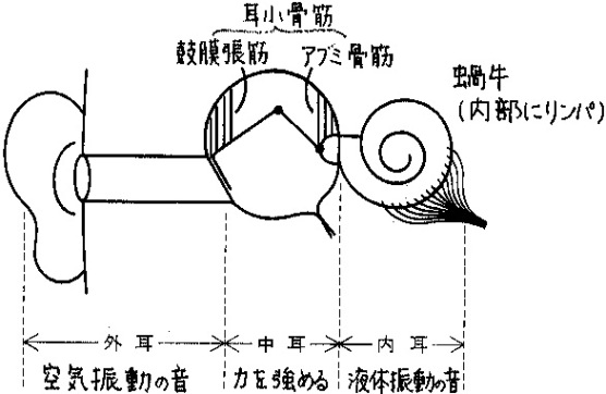 耳の構造簡易図