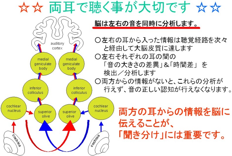 聴神経と両耳